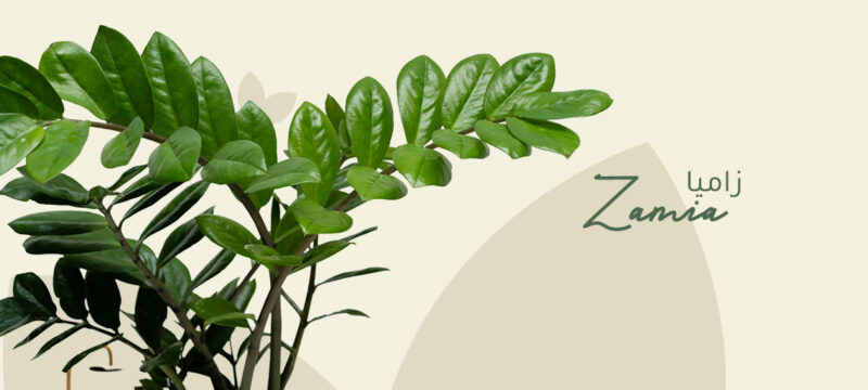 Zamia plant