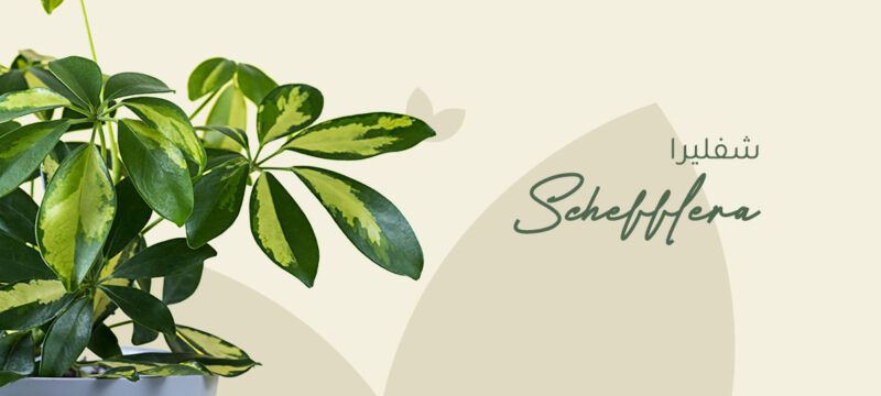Schefflera plant