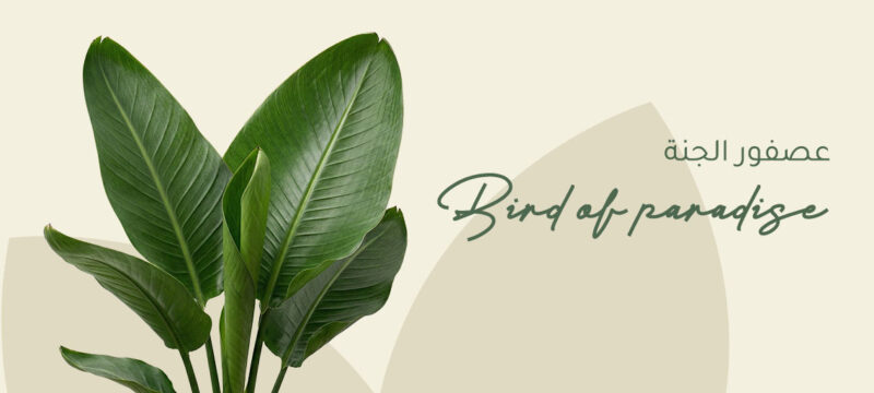Bird of Paradise Plant