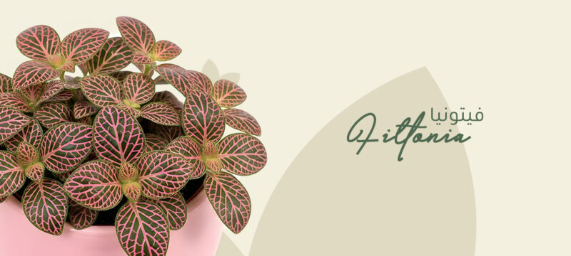 fittonia plant