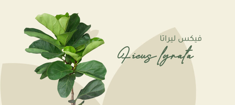 Ficus lyrata plant