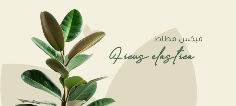 Ficus Elastica plant