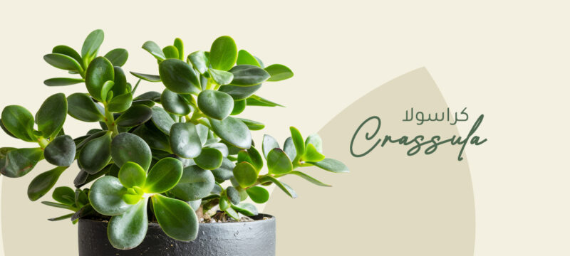 Crassula plant