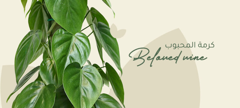 Beloved vine plant