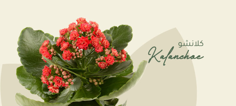 Kalanchoe plant