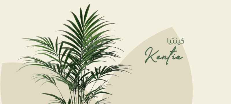 Kentia Plant