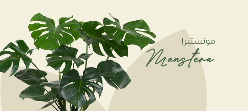 Monstera plant