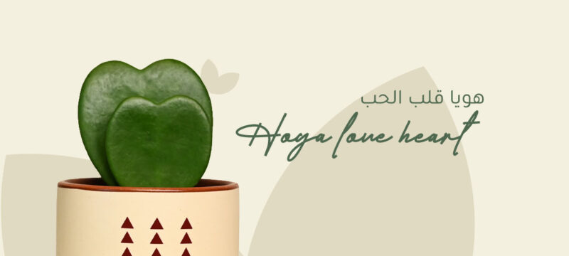 Hoya Love Heart Plant