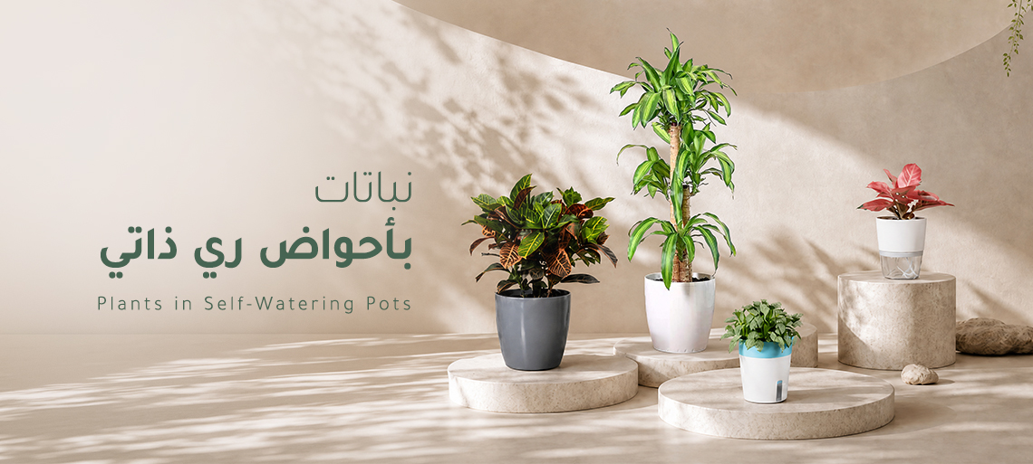 نباتات ري ذاتي
