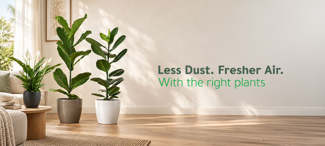 Dust Reducing Plants